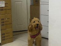 Spaniel Cocker English