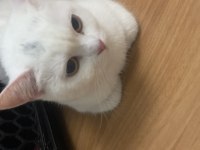 British shorthair kızıma kalıcı yuva arıyorum