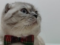 Ayı surat 14 aylık scottish fold