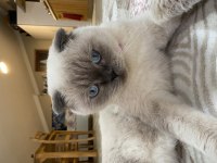Scottish Fold 2 Yaşında