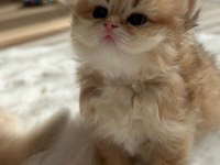 Caglar House Cattery British Kediler
