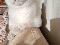 3 yaşında kısır scottish fold oğlumuz