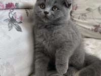 Scottish fold