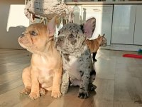 Egzotik merle french bulldog bebekler