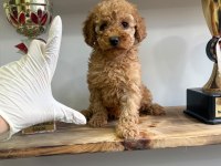 1. Kalite Maltipoo