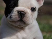 Yavru French Bulldog