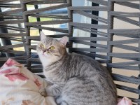 British shorthair ücretsiz sahiplendirme
