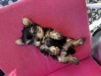 Dişi erkek teacup yorkshire terrier