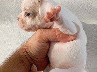 French bulldog yavruları