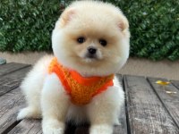 Pomeranian yavrular
