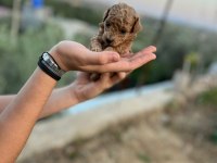 TÜY DÖKMEYEN BÜYÜMEYEN YAVRU YOY POODLE KÖPEKLER