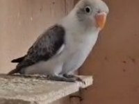 Yavru Cennet Papağanı