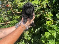 1. KALİTE TOY POODLE YAVRULARI