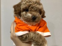 Fırsat Yavruları Bebek Yüzlü Maltipoo Poodle Ayarında
