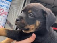 Son kalan dişi rottweiler yavrumuz