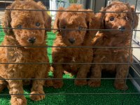 Teacup Toy Poodle