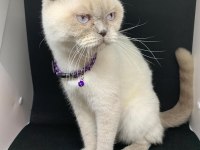 british blue point