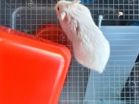 Speedy gonzales hamsterlar