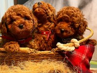 50 Günlük Erkek Red Brown Toy Poodle Yavrular