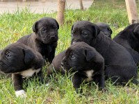 CANE CORSO 45 GÜNLÜK YAVRULAR MÜKEMMEL GENETİK