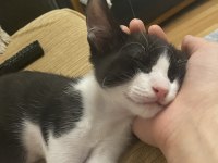 Kedi sevgimiz