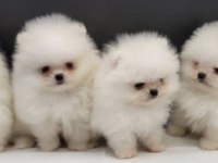 Pomeranian Boo Yavru Köpekler