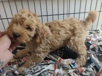F1 Maltipoo Poodle Kalitesinde