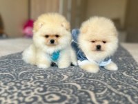 Bal Gibi 2 Ayıcık Pomeranian