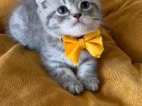 Scottish Fold Erkek Yavrumuza Yuva Uyguna
