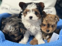 Petmode köpek çiftliğende ziyarete açık morkie