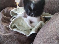 Pomeranian 3 Aylık Erkek