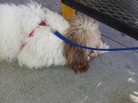 Köpeğimi çok uyguna sahiplendirmek istiyorum