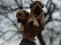 Toy Poodle bebişler