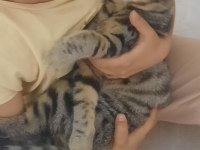 Ücretsiz sahiplendirme tekir kedimiz