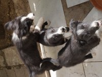 3 Aylık Border Collie 3 yavru küçük 3