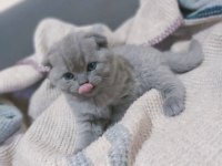 44 günlük scottish fold yavrularımıza yuva arıyoruz