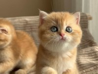 Caglar House Cattery British Kediler