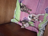 YAVRU KEDİLERİMİ ÜCRETSİZ SAHİPLENDİRİYORUM