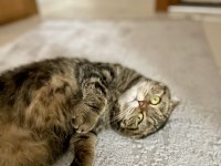 Scottish fold dişi kedimiz