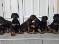 Evinizin Neşesi Doberman Yavrular Kapıda Ödeme