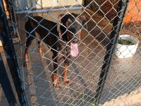 3 yaşında Dişi Doberman sahiplendirmek istiyorum
