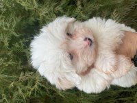 Terrier yavrumuz maltese