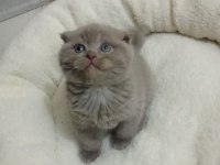 Mükemmel lilac scottish fold yavrumuz