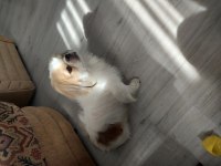 SEVİMLİ PEKİNEZ KÖPEĞİ