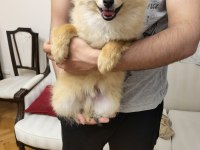 6 aylık pomeranian yavrusu