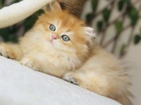Safkan Şecereli Golden Erkek British Longhair