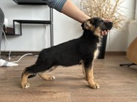 SHOWLİNE MÜTHİŞ ANATOMİ PİGMENT ALMAN ÇOBAN KÖPEKLERİ