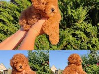 Ankaranın en seçkin toy poodle yavruları