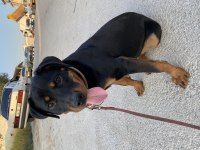 Rottweiler dişi 7 aylık