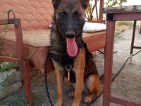 6 aylık dişi malinois